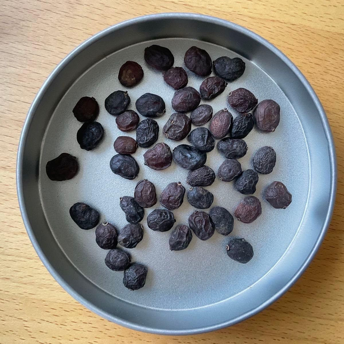 100粒種子オペルクリカリア パキプスOperculicarya pachypus DIY・工具